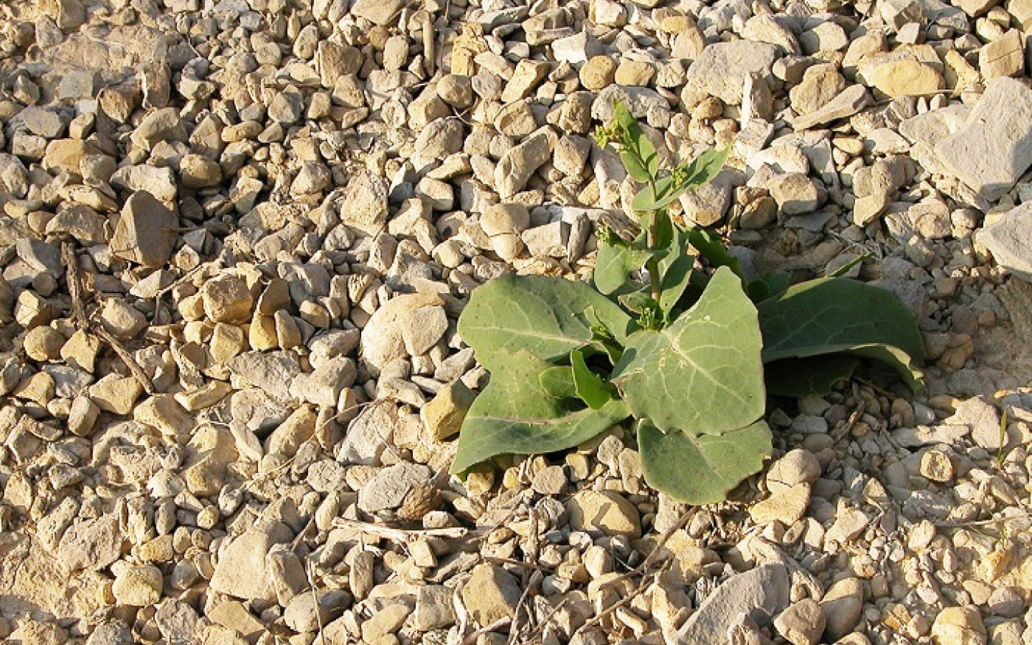 Moricandia moricandioides subsp. pseudofoetida (Sánchez Gómez, M. A. Carrión, A. Hern. & J. Guerra)