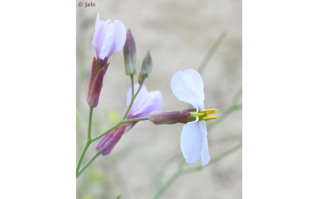 Moricandia moricandioides subsp. pseudofoetida (Sánchez Gómez, M. A. Carrión, A. Hern. & J. Guerra)