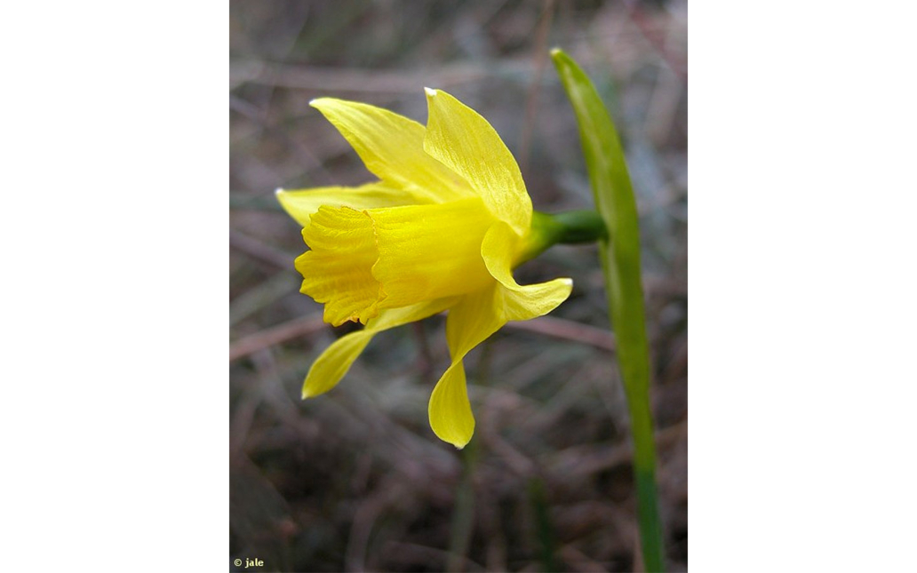 Narcissus nevadensis subsp. enemeritoi (Sánchez-Gómez, A.F.Carrillo, A.Hernández González, M.A.Carrión & Güemes)