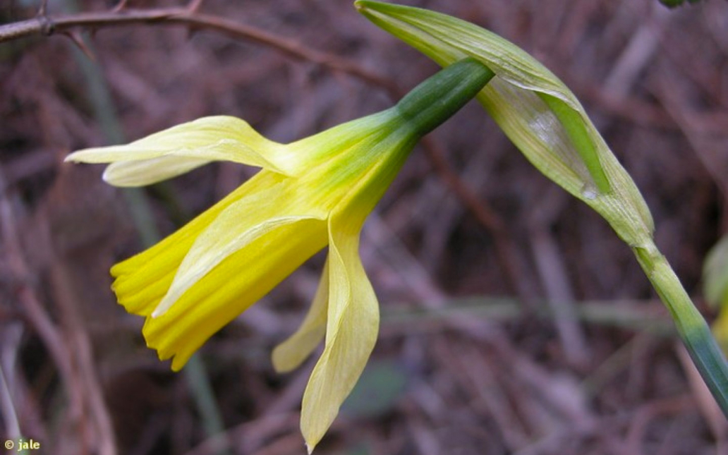 Narcissus nevadensis subsp. enemeritoi (Sánchez-Gómez, A.F.Carrillo, A.Hernández González, M.A.Carrión & Güemes)