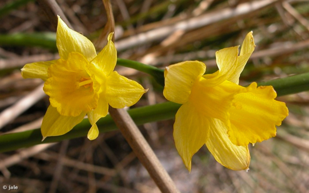 Narcissus nevadensis subsp. enemeritoi (Sánchez-Gómez, A.F.Carrillo, A.Hernández González, M.A.Carrión & Güemes)