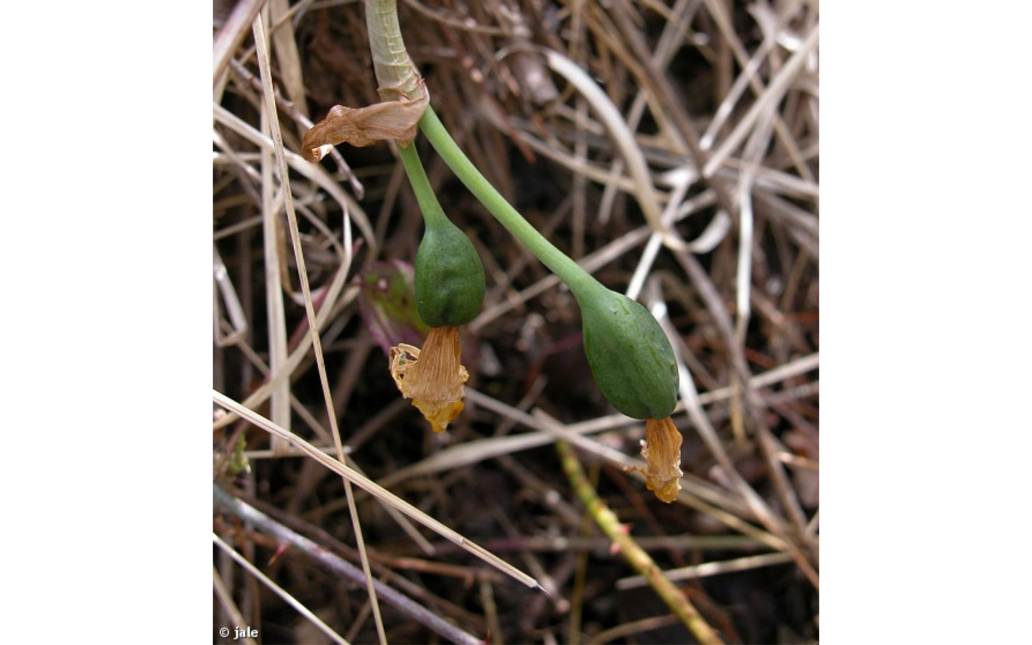 Narcissus nevadensis subsp. enemeritoi (Sánchez-Gómez, A.F.Carrillo, A.Hernández González, M.A.Carrión & Güemes)