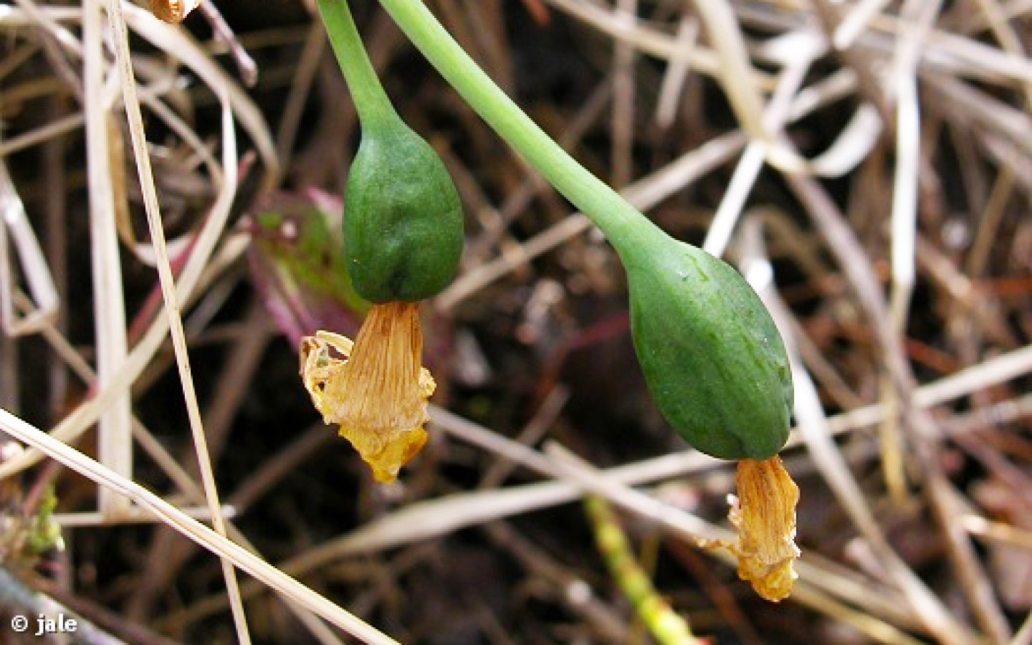 Narcissus nevadensis subsp. enemeritoi (Sánchez-Gómez, A.F.Carrillo, A.Hernández González, M.A.Carrión & Güemes)