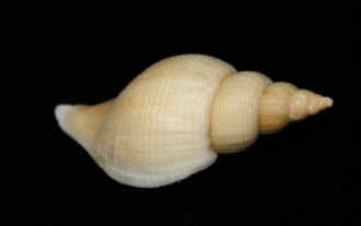 Neptunea contraria (Linnaeus, 1771)