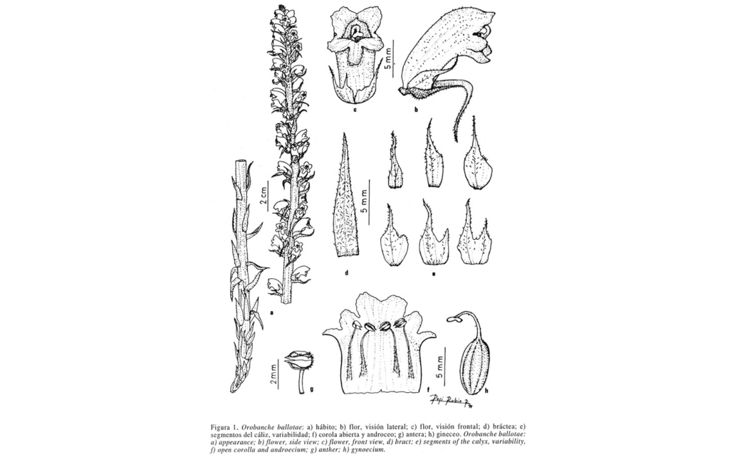 Orobanche ballotae (A. Pujadas)