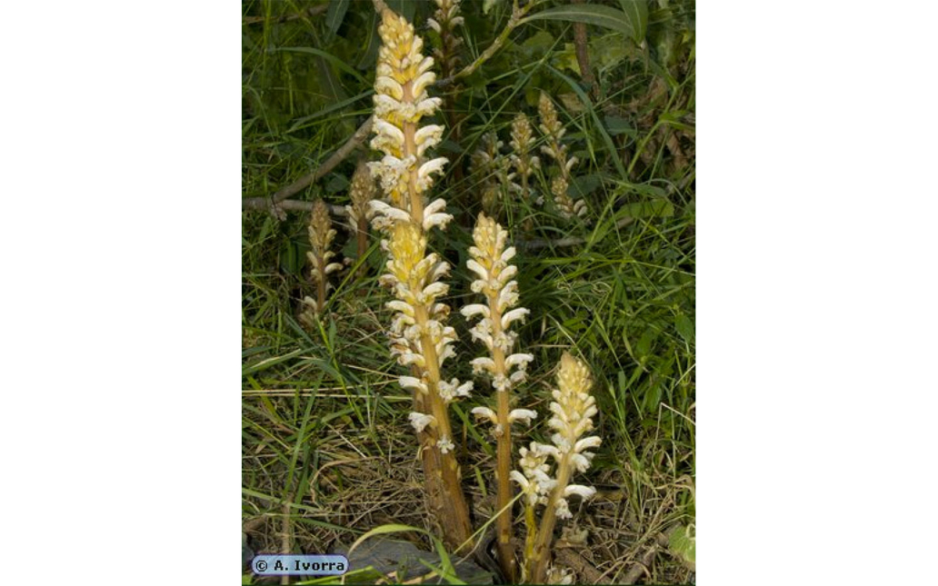 Orobanche ballotae (A. Pujadas)