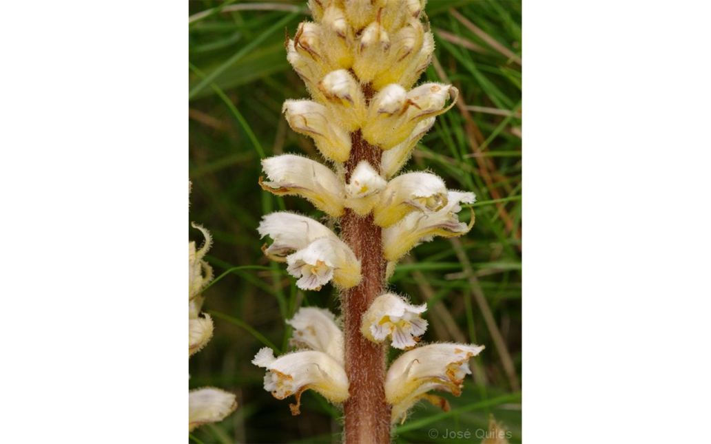 Orobanche ballotae (A. Pujadas)