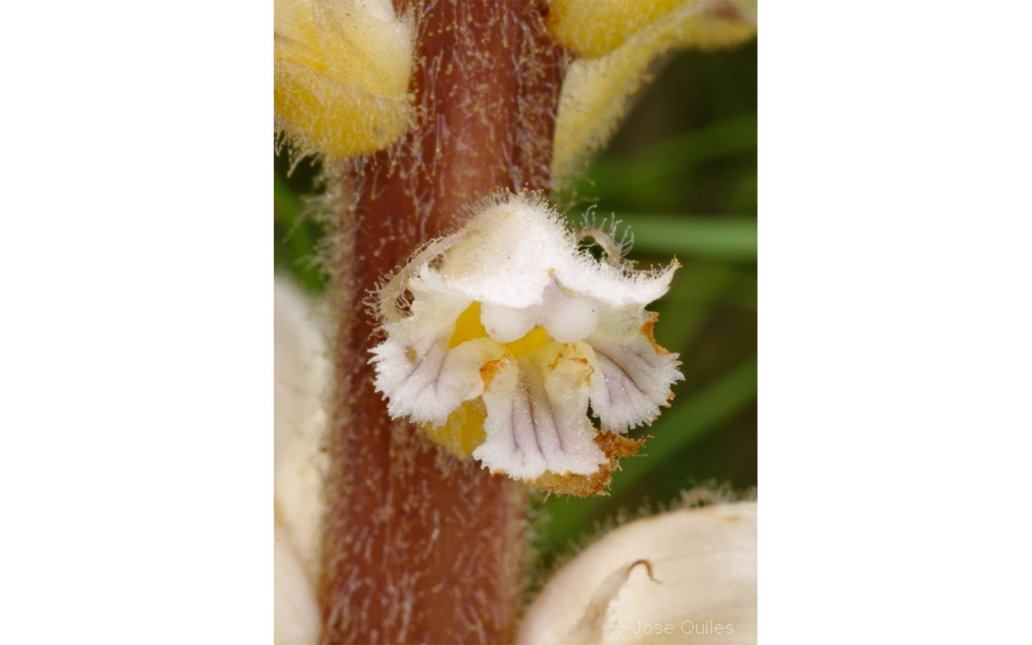 Orobanche ballotae (A. Pujadas)