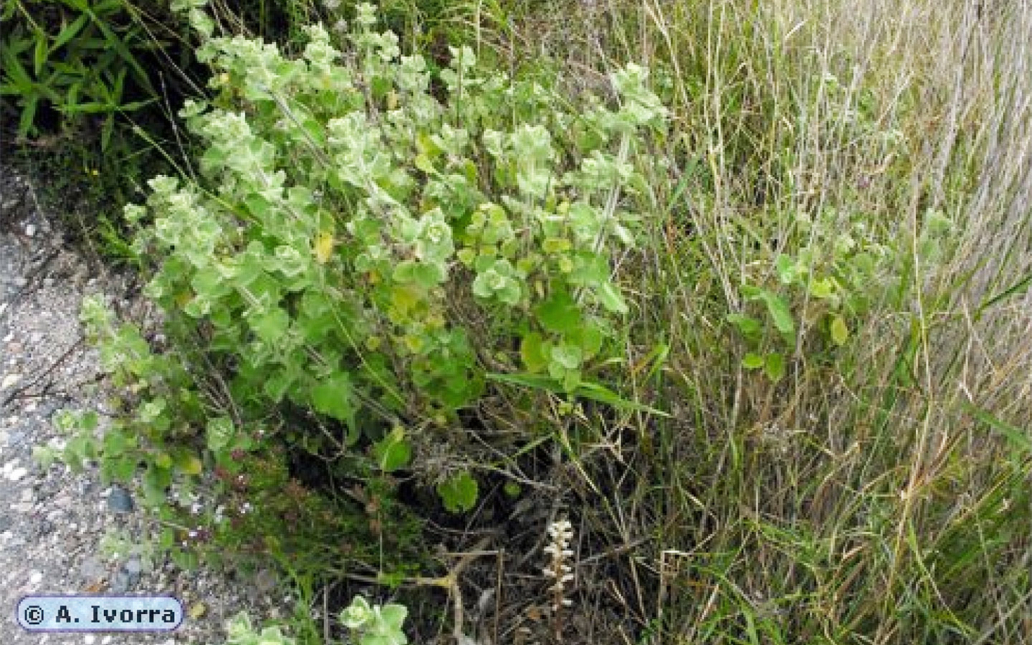 Orobanche ballotae (A. Pujadas)