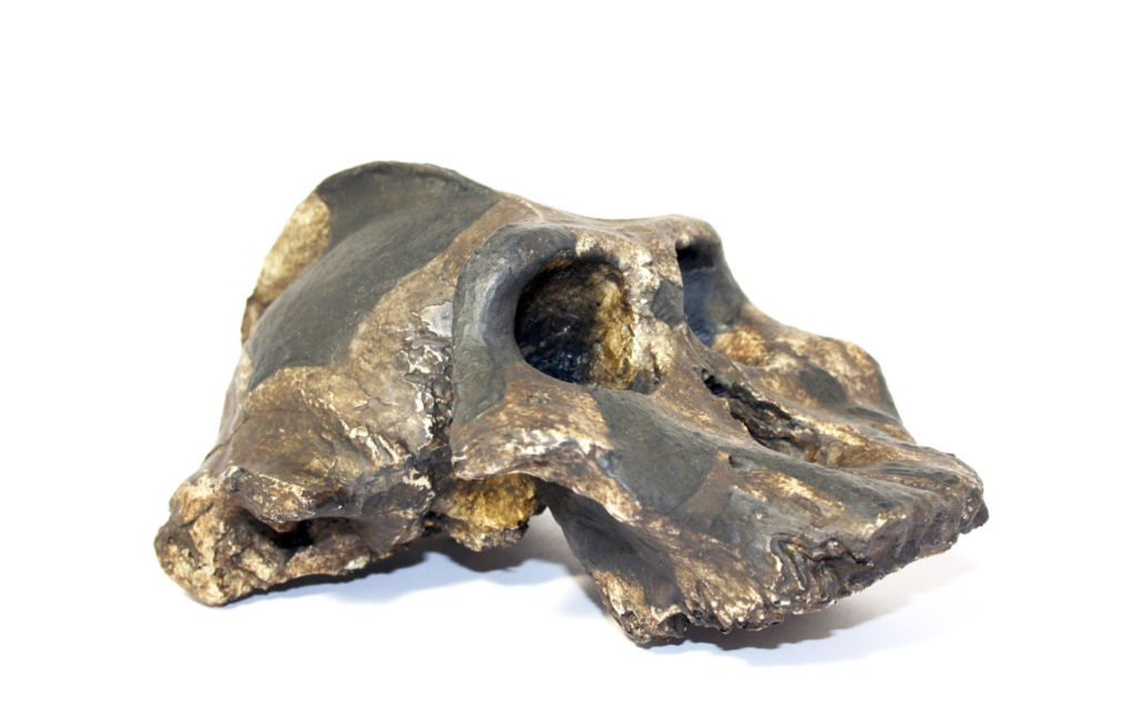 Paranthropus aethiopicus