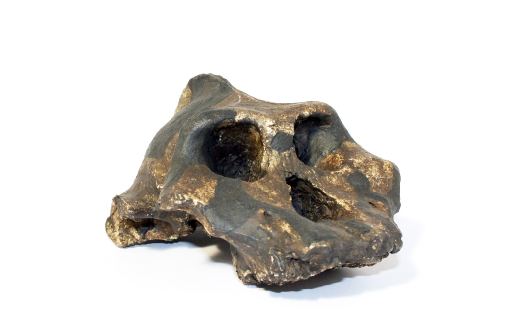 Paranthropus aethiopicus