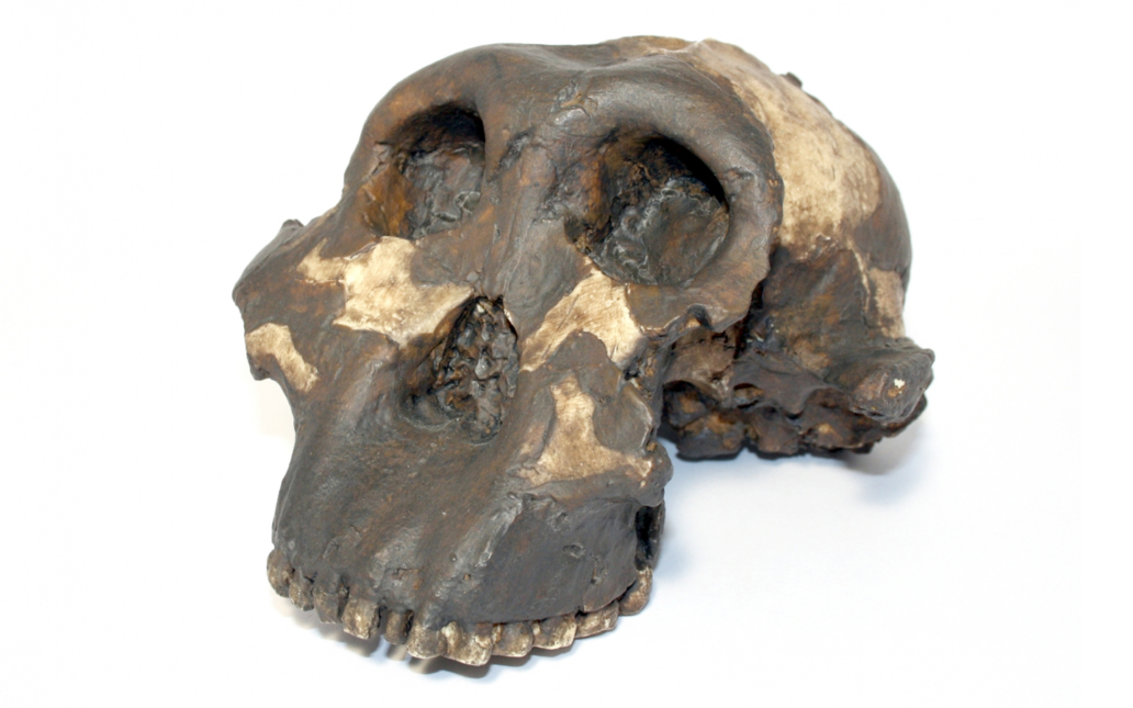 Paranthropus boisei