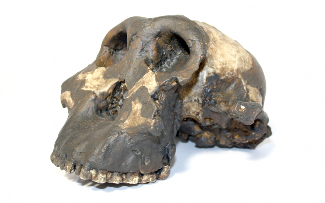 Paranthropus boisei