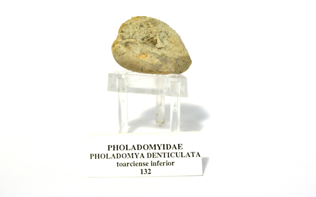 Pholadomyidae