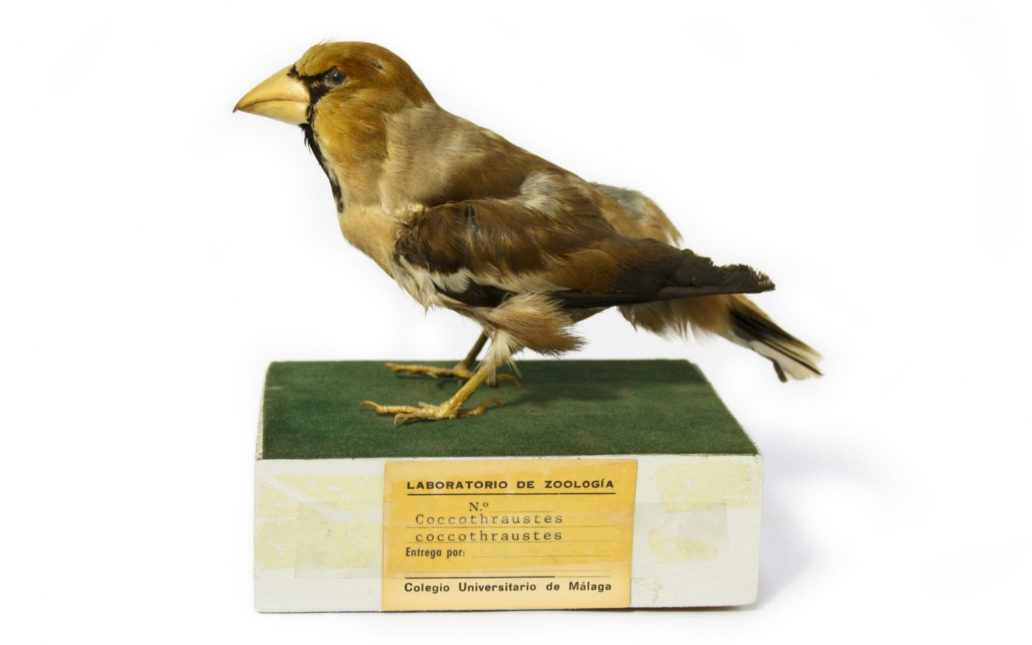 Picogordo (Coccothraustes coccothraustes)