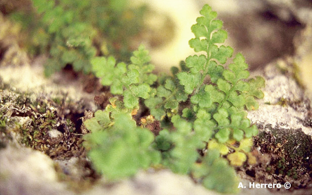 Pleurosorus nevadensis (Salvo Tierra)