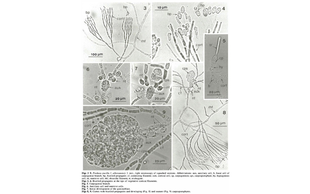 Predaea pusilla f. alboranensis (Conde, López-Mielgo & Flores-Moya)