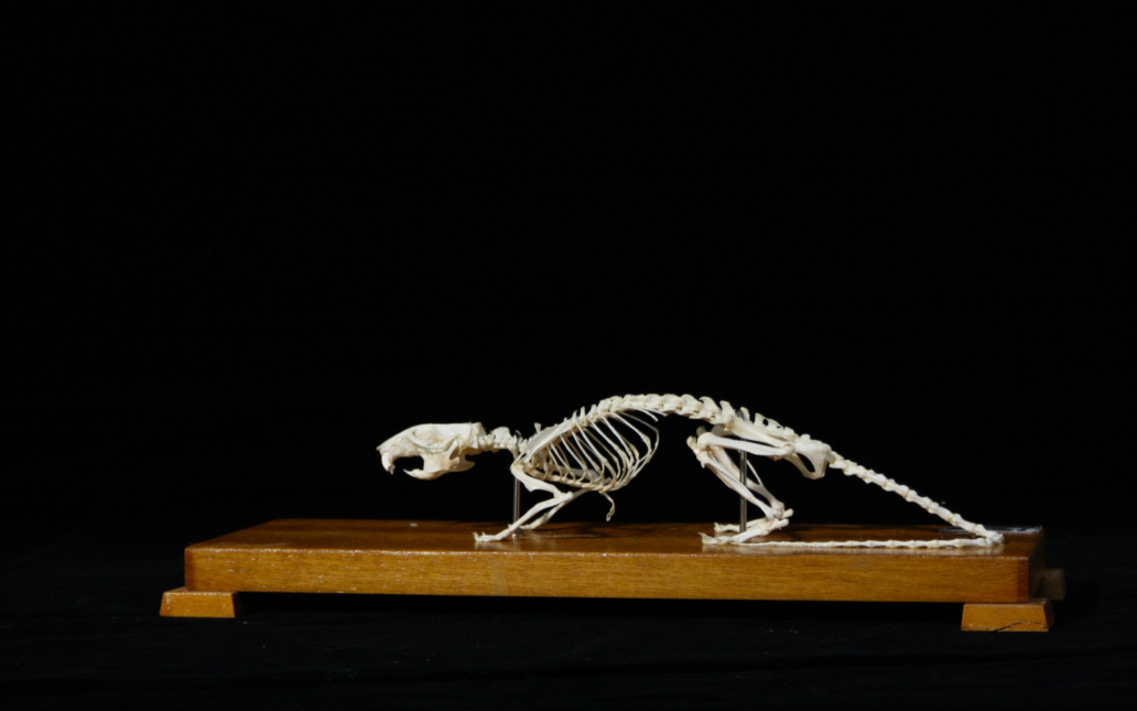 Rata parda (Rattus norvegicus). Esqueleto
