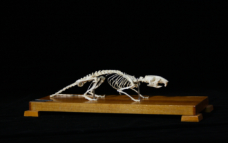 Rata parda (Rattus norvegicus). Esqueleto
