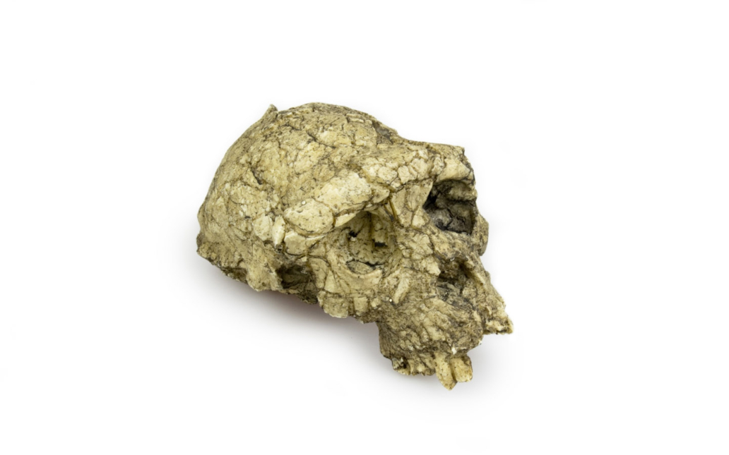 Sahelanthropus tchadensis