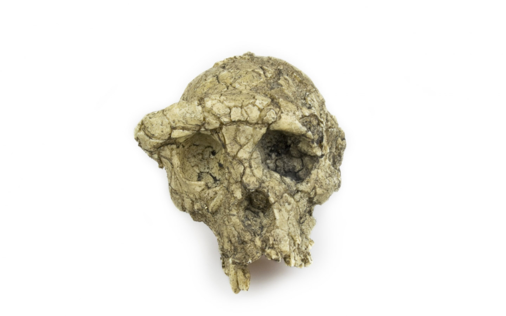 Sahelanthropus tchadensis