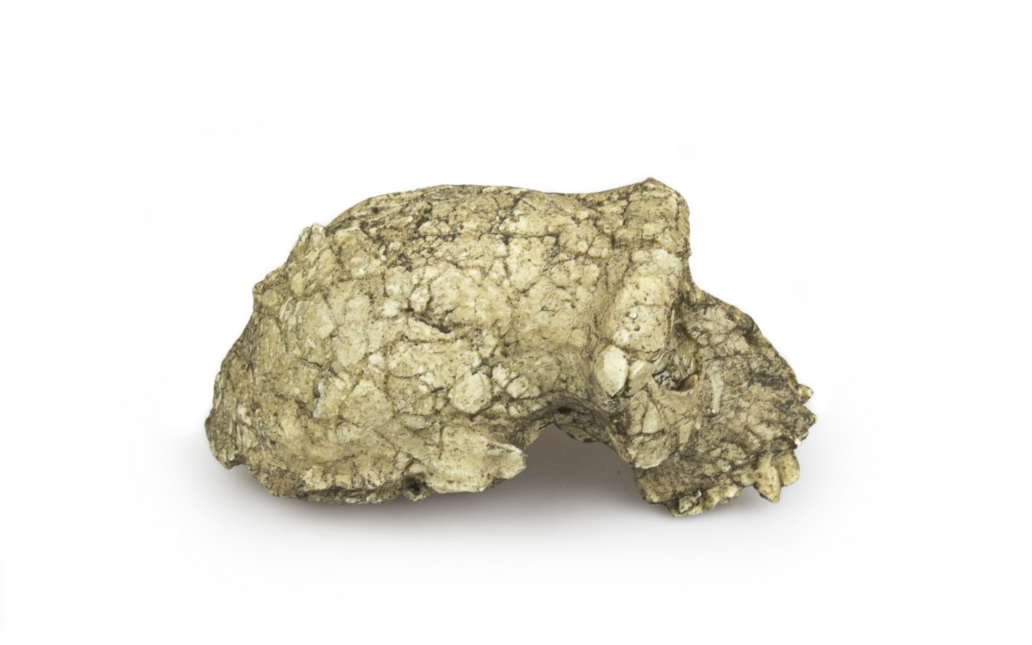 Sahelanthropus tchadensis