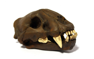 Smilodon fatalis (ejemplar juvenil)