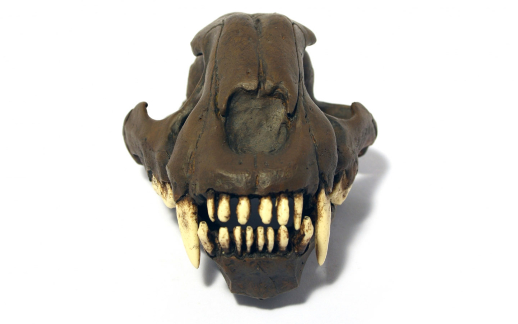 Smilodon fatalis (ejemplar juvenil)