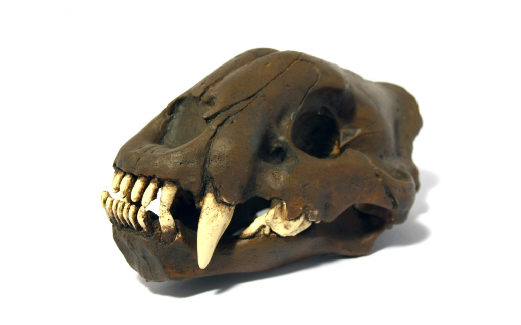 Smilodon fatalis (ejemplar juvenil)