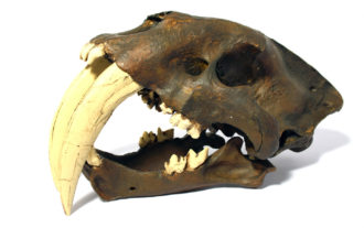 Smilodon fatalis