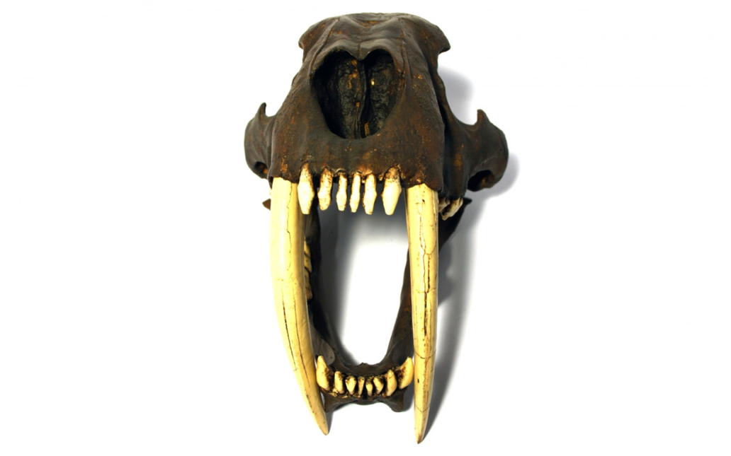 Smilodon fatalis