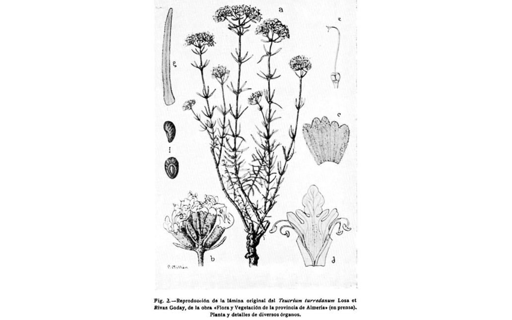 Teucrium turredanum (Losa & Rivas Goday)