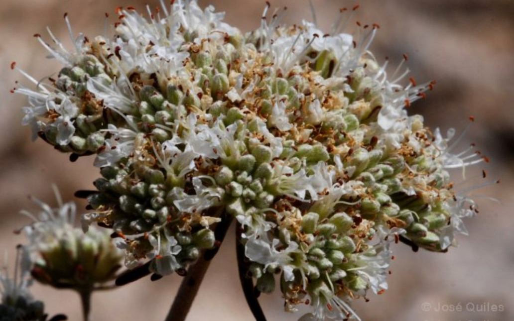 Teucrium turredanum (Losa & Rivas Goday)