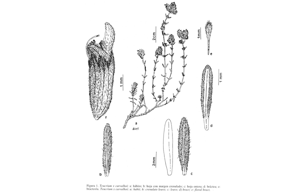 Teucrium x carvalhoae (A. F. Carrillo, A. Hernández, E. Coy, J. Güemes et P. Sánchez-Gómez)