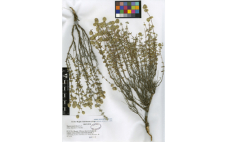 Thymus mastichina subsp. donyanae (R. Morales)