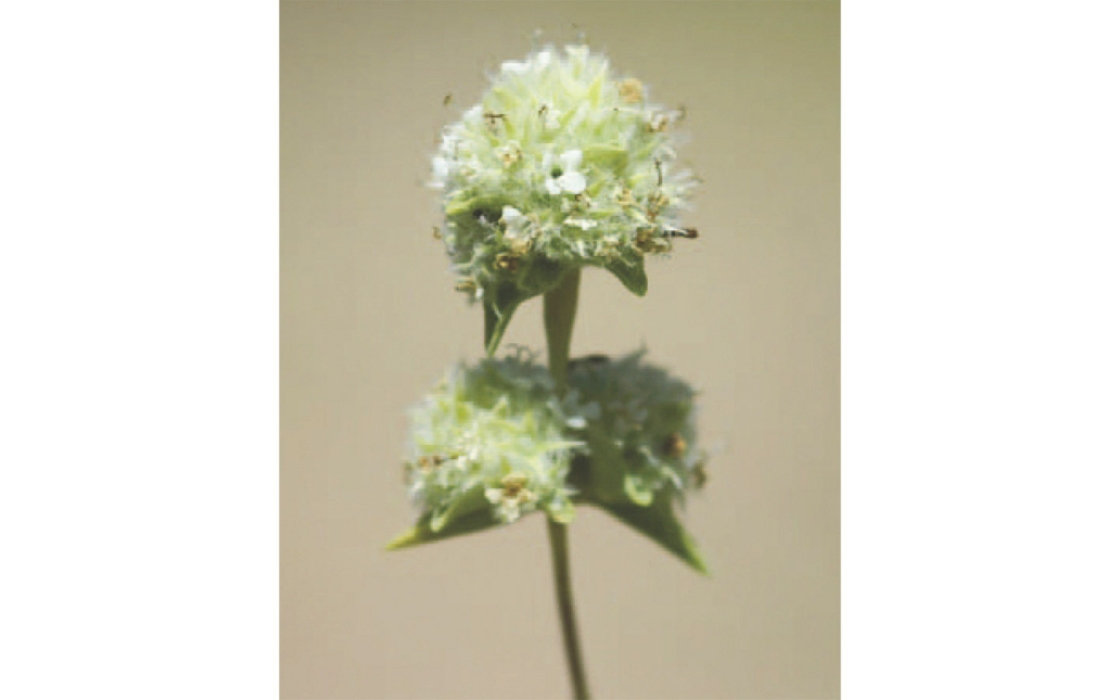 Thymus mastichina subsp. donyanae (R. Morales)