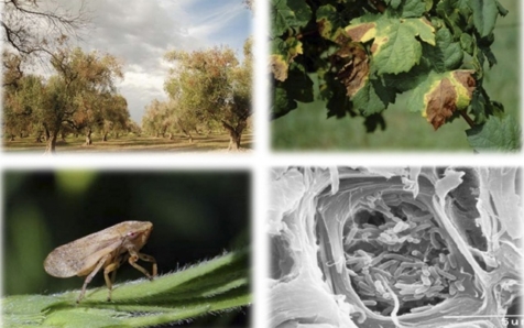 Publican el primer mapa de distribución de la 'Xylella fastidiosa'