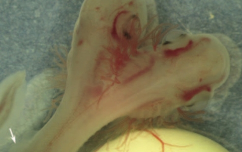 Investigadores de la UMA descubren un embrión de tiburón con dos cabezas