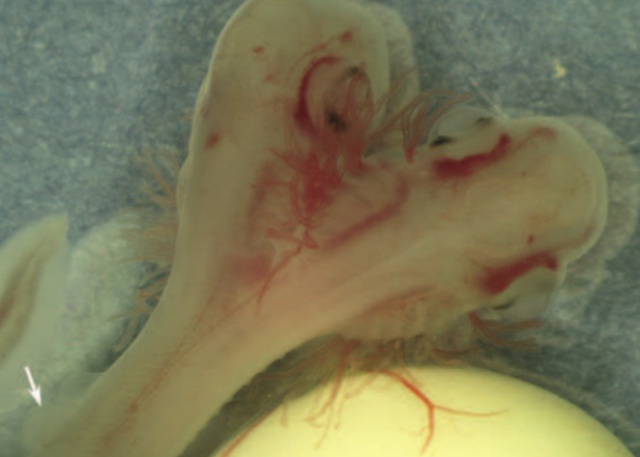 Investigadores de la UMA descubren un embrión de tiburón con dos cabezas