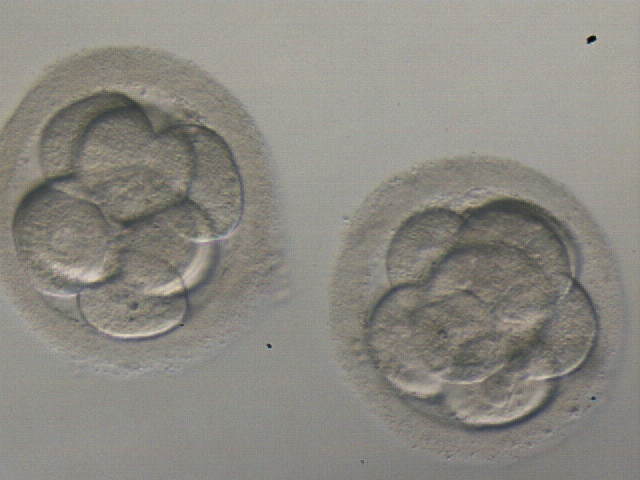 La serotonina, clave en el éxito de la fecundación in vitro