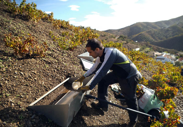 Estudian cómo preservar los suelos de los viñedos para hacer frente a la erosión