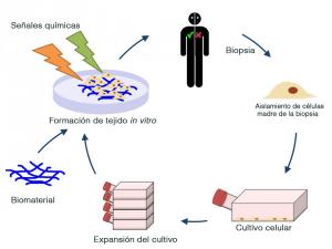 Hacer huesos en el laboratorio