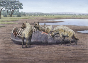Descubren que las hienas de hace 1,5 millones de años eran exclusivamente carroñeras