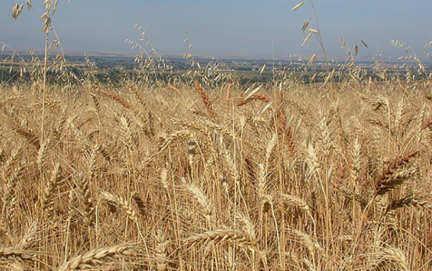 Investigan el furfural como alternativa sostenible