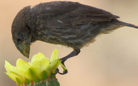 Las aves de Galápagos se alimentan de más de 100 especies de flores para compensar la escasez de insectos