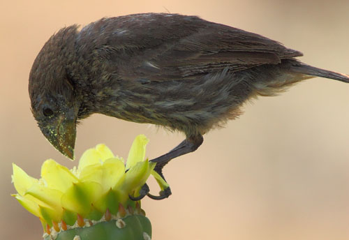 Las aves de Galápagos se alimentan de más de 100 especies de flores para compensar la escasez de insectos