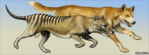 Investigadores de la UMA estudian la anatomía del extinto lobo marsupial