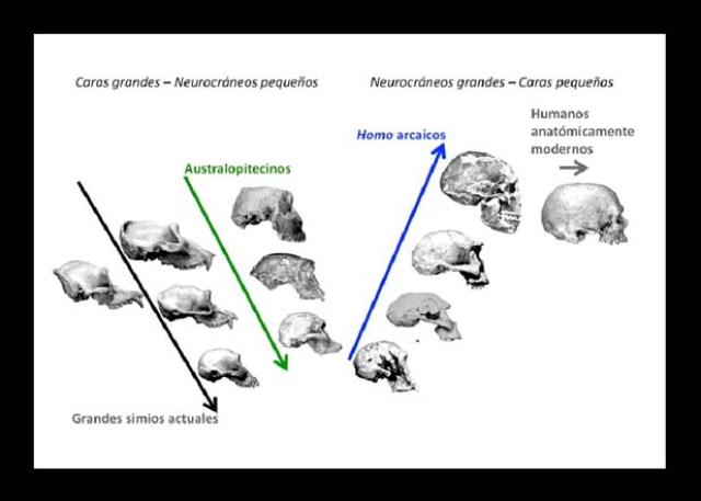 Revelan cómo evolucionó el rostro humano