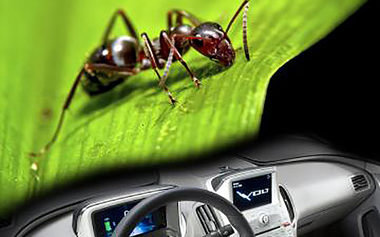 La solución al tráfico en casos de emergencia está en las hormigas