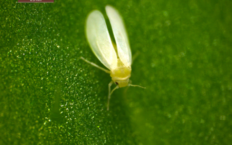 Un proyecto para crear plantas resistentes a la mosca blanca recibe la beca de la fundación de Bill Gates